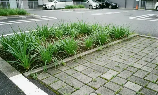 エコ駐車場